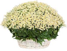 Цветочная композиция из Ромашки в корзине #REPLACE_PRED# Коноше
